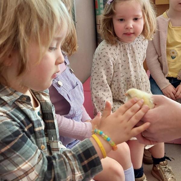 Kuikentjes op bezoek in onze klas